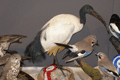 2007-ibis